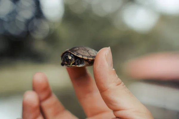 一只手牵着一只小乌龟 — 图库照片