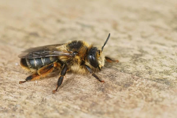 Closeup Hairy Female Oligolectic Golden Tailed Melitta Haemorrhoidalis Plant Specialist — Stok fotoğraf