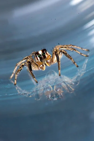 Nahaufnahme Einer Springenden Spinne Einer Pantropischen Springenden Spinne Plexippus Paykulli — Stockfoto