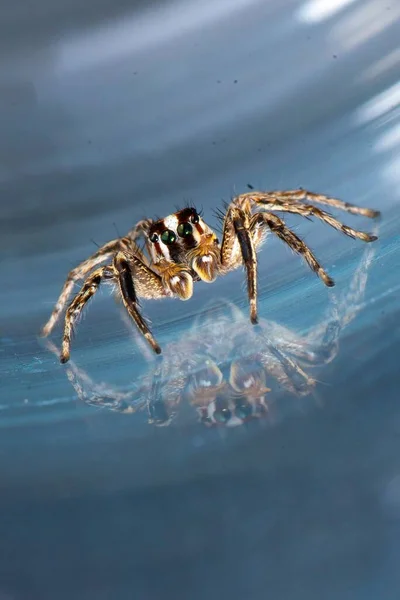 Närbild Hoppande Spindel Pantropisk Hoppande Spindel Plexippus Paykulli Med Reflektion — Stockfoto