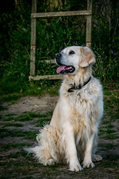 Golden Retriever Siedzi Ziemi Wiejskiej Łące Wielkiej Brytanii — Zdjęcie stockowe