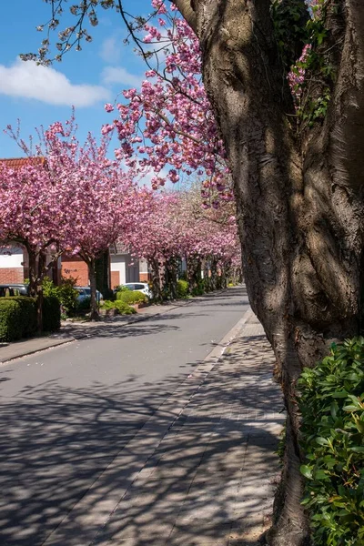 Uma Bela Vista Flores Cerejeira Lado Casas Longo Uma Rua — Fotografia de Stock