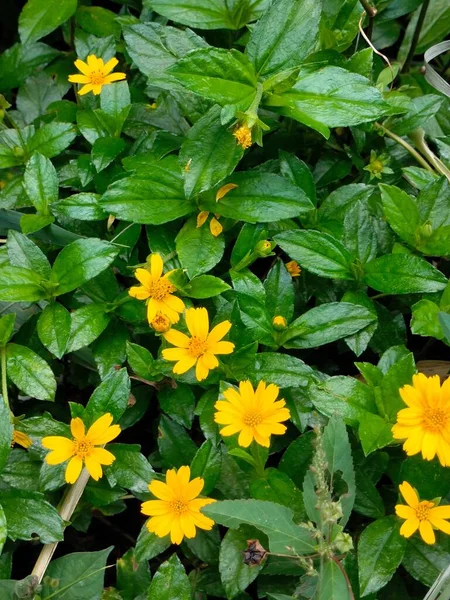 Beautiful Yellow Bay Biscayne Creeping Oxeye Flowers Grown Garden Spring — Stock Photo, Image