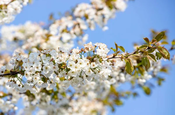 Nahaufnahme Eines Zweiges Mit Weißen Kirschblüten — Stockfoto