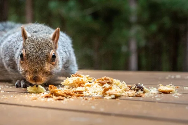 Tiro Close Esquilo Cinza Comendo Migalhas Pão Livre — Fotografia de Stock