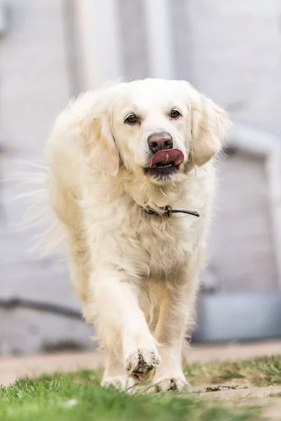 Golden Retriever Licking Tuin Actie Huisdier Portret Avond Hond Commerciële — Stockfoto