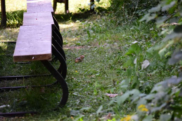 High Angle Shot Chipmunk Hiding Field Seats — Stock Photo, Image