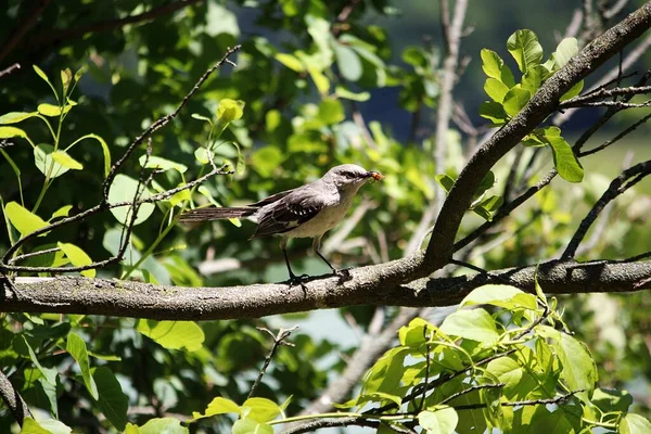 Closeup Shot Northern Mockingbird Tree — Stock Photo, Image