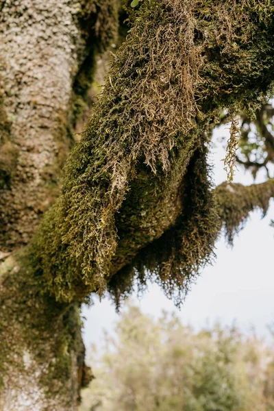 Pionowe Ujęcie Drzewa Pokrytego Włochatą Zieloną Porostem Lesie Fanal Maderze — Zdjęcie stockowe