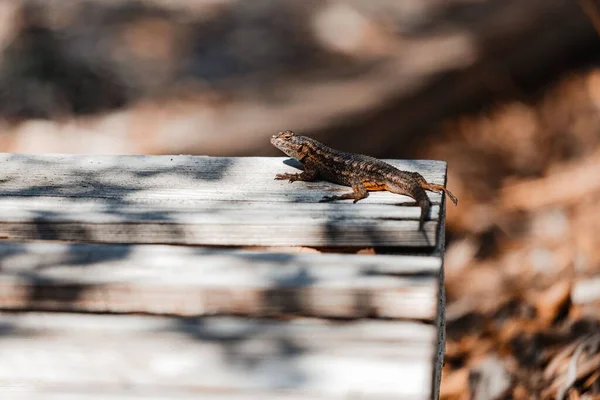 Vue Lézard Floride Sur Une Table Bois Extérieur — Photo