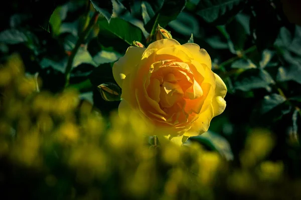 Selective Focus Shot Blooming Rose —  Fotos de Stock