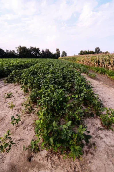 北イタリアの新鮮な緑の大豆畑の田園風景 — ストック写真
