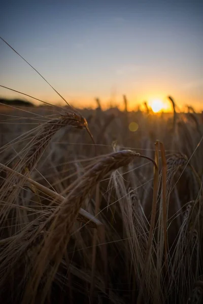 Острая Пшеница Ярким Солнцем — стоковое фото