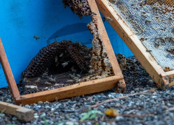 Uma Colmeia Abelhas Recém Colhida Colocada Chão — Fotografia de Stock