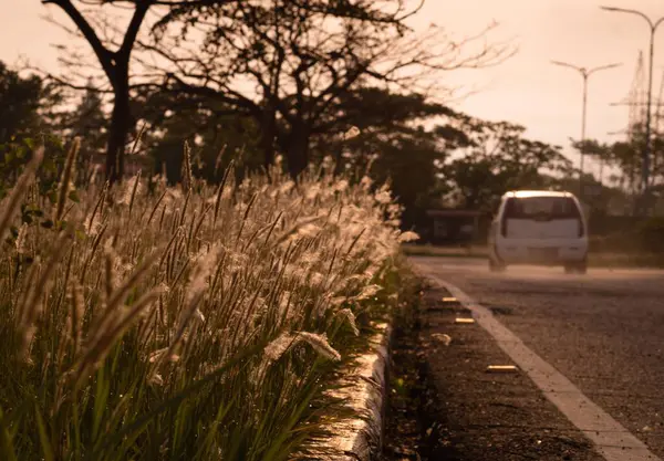 Die Blumen Straßenrand Bei Sonnenuntergang Mit Einem Vorbeifahrenden Auto — Stockfoto