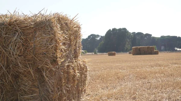 Campo Pacas Heno Durante Día — Foto de Stock