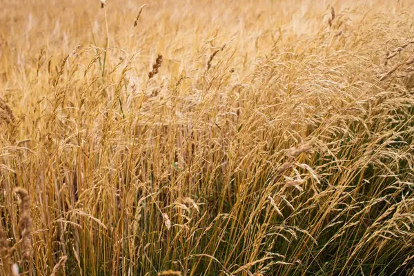 Ein Gelbes Goldenes Weizenfeld Sommer Aus Nächster Nähe — Stockfoto