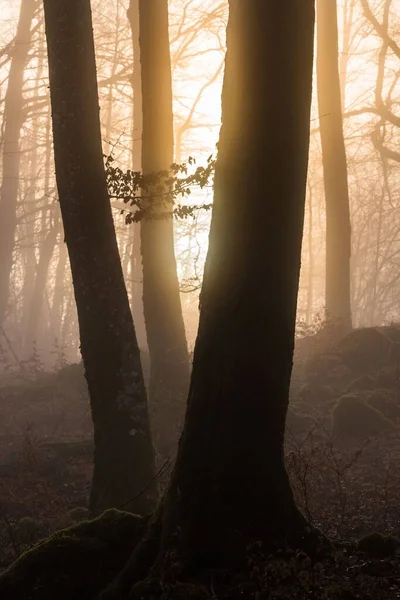 Soleil Lève Derrière Les Tiges Dans Forêt Hêtres — Photo