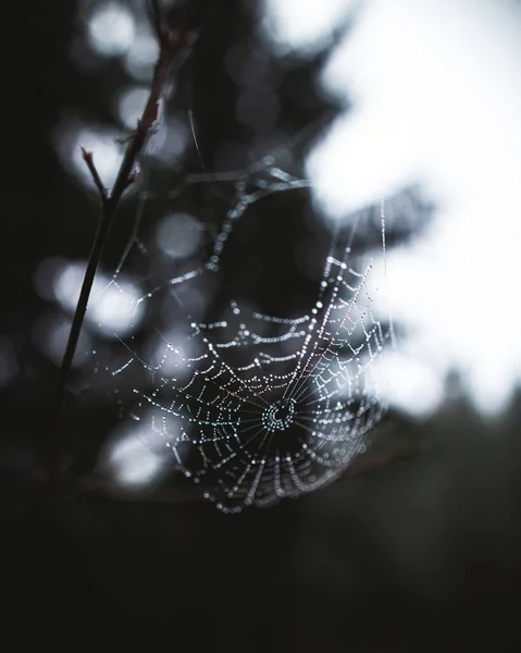 蜘蛛网在树枝上有水滴的蜘蛛网在森林中的特写 — 图库照片