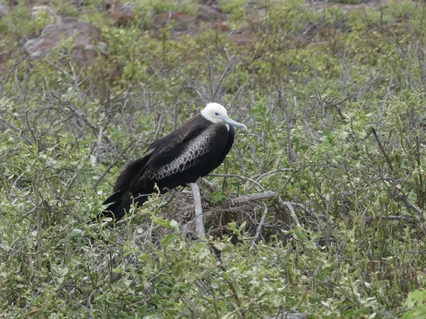 Juvenile Frigate Bird Tree North Seymour Island Galapagos May 2022 — Stock Photo, Image