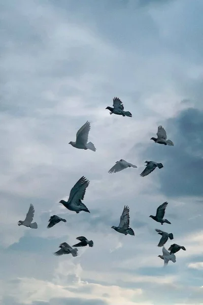 Plan Vertical Troupeau Pigeons Communs Columba Livia Volant Dans Ciel — Photo