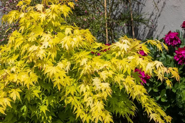 Крупный План Японского Клена Acer Palmatum Жёлтыми Листьями — стоковое фото