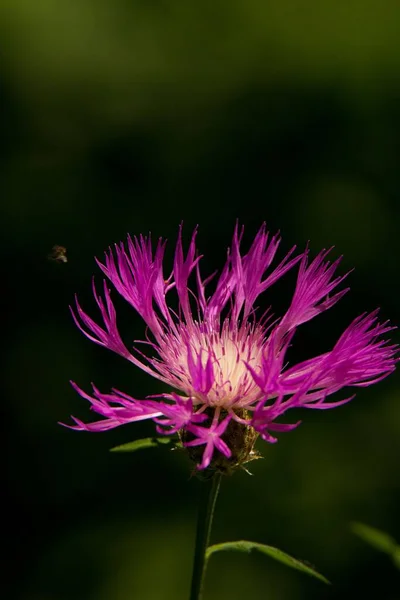 Primer Plano Una Flor Cardo Estrellado Menor Centaurea Diluta — Foto de Stock
