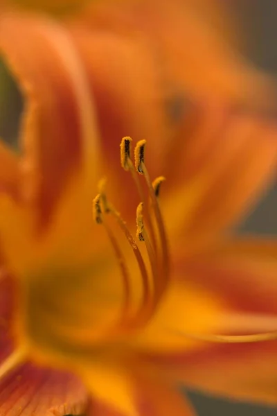 Macro Shot Orange Lilies Flower — Stock Photo, Image