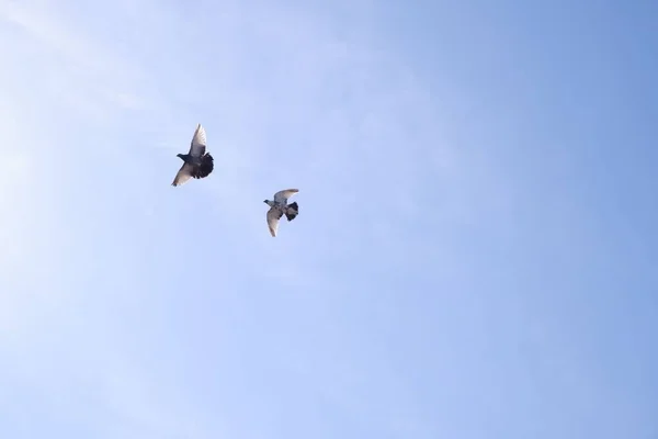 Cliché Angle Bas Pigeons Voyageurs Volant Dans Ciel Bleu Sans — Photo