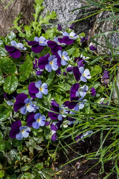 Primer Plano Flores Genciana Púrpura — Foto de Stock