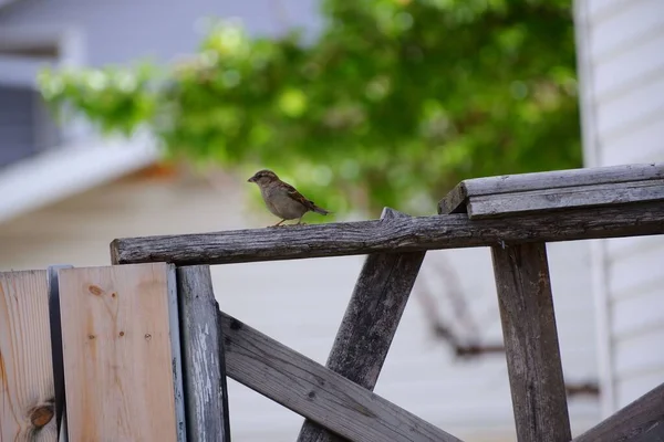 Closeup Shot House Sparrow Blurry Background — Stock Photo, Image