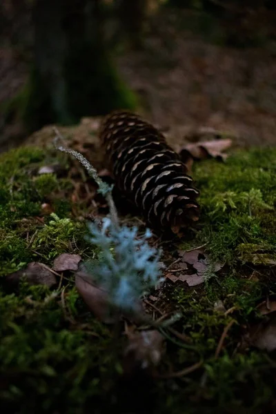 Hnědý Pinecone Mechovém Kmeni Stromu — Stock fotografie