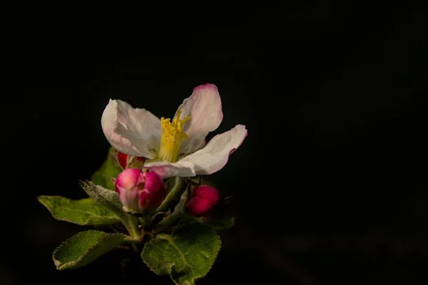 庭に咲くリンゴの植物のクローズアップショット — ストック写真