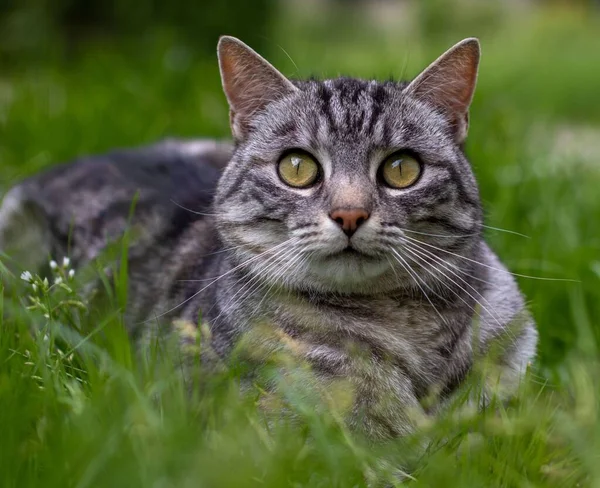 Yeşil Gözlü Çizgili Kedinin Çayırda Yatıp Yukarı Baktığı Yakın Plan — Stok fotoğraf