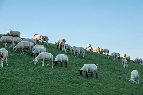 Güneşli Bir Günde Çayırda Otlayan Bir Koyun Sürüsü — Stok fotoğraf