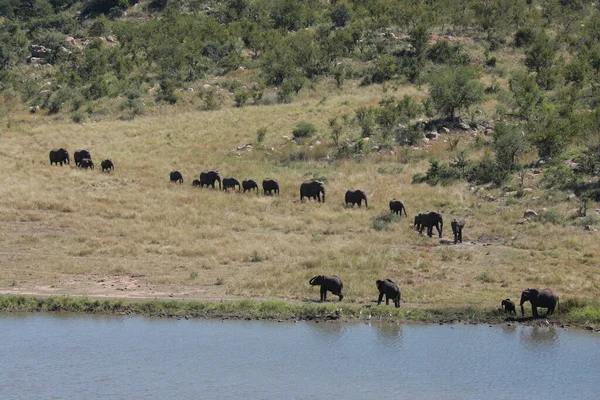 Bird Eye View Herd Elephants Heading Water Kruger National Park — Stock Photo, Image