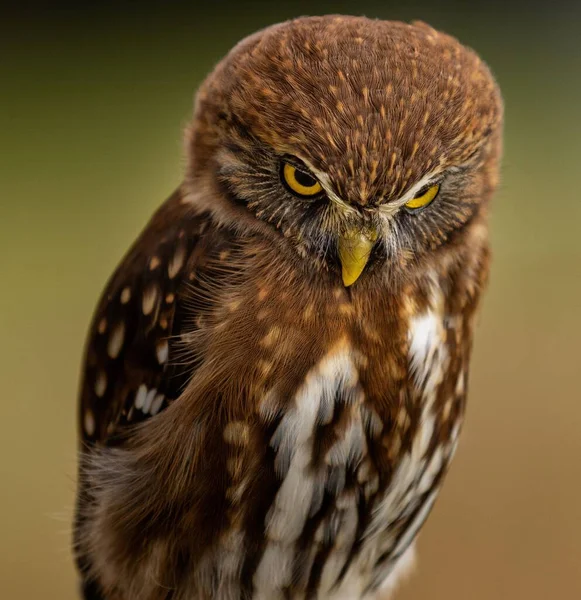 Een Voorgrond Opname Van Een Pygmee Uil Zittend Een Boom — Stockfoto