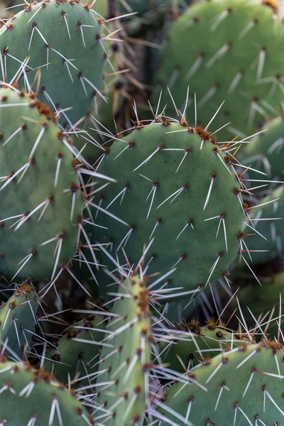 Prickly Pear Cacti Foothills Sandia Mountains Elena Gallegos Open Space — Stock Photo, Image