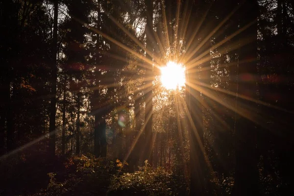 Die Sonne Scheint Durch Bäume Einem Dunklen Herbstwald — Stockfoto