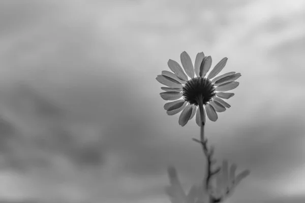 Grayscale Shot Chamomile Field — Stock Photo, Image