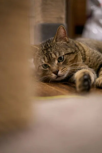 地面に横たわっているヨーロッパの短剣猫の垂直閉鎖ショット — ストック写真