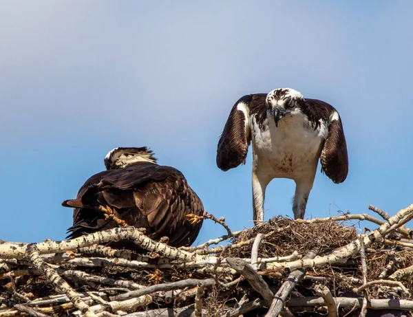 Couple Ospreys Nest — Stock Photo, Image