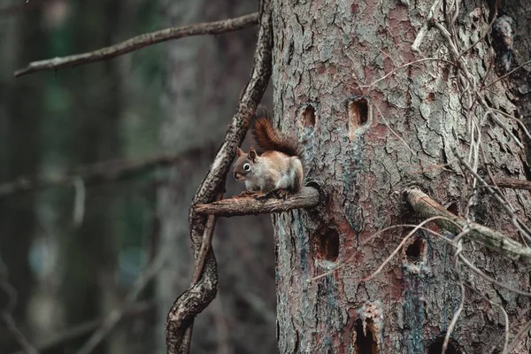 Closeup Shot Squirrel Tree — Stock Photo, Image