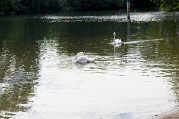 Swans River — Stock Photo, Image