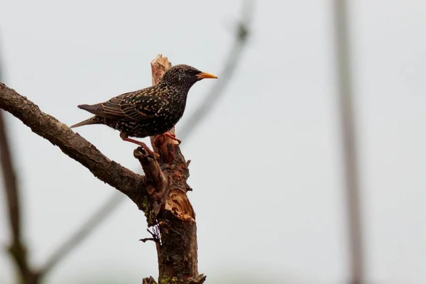 Plan Sélectif Étourneau Européen Sturnus Vulgaris Perché Sur Une Branche — Photo