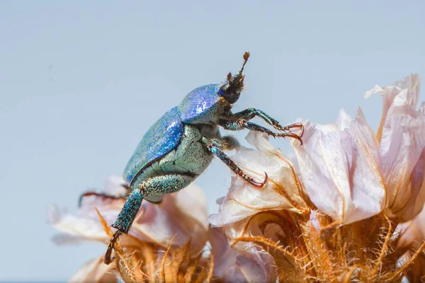 Μπλε Λαμπρό Σκαθάρι Hoplia Coerulea Ένα Λουλούδι Κοντινό Πλάνο Μακροεντολή — Φωτογραφία Αρχείου