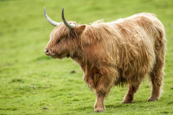Otlaktaki Dağlık Bir Sığırın Yakın Çekimi — Stok fotoğraf