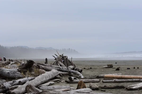 Písečná Pláž Pokrytá Spadlými Poleny Stromů Proti Vlnám Oceánu Zamračený — Stock fotografie