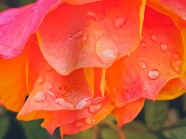 Tiro Close Uma Flor Rosa Vermelha Coberta Gotas Água Fundo — Fotografia de Stock