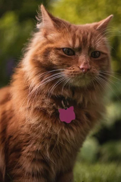 กแมวข งบนหญ าในสวนฤด อนแบบอ งกฤษแบบด งเด มองห างจากกล — ภาพถ่ายสต็อก
